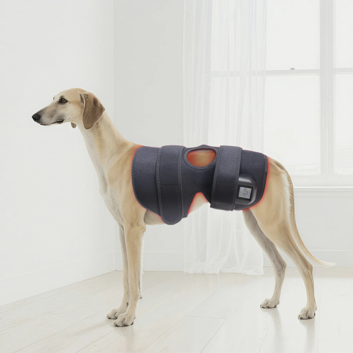 TLB60-C4 red light therapy knee wrap shown with a pet